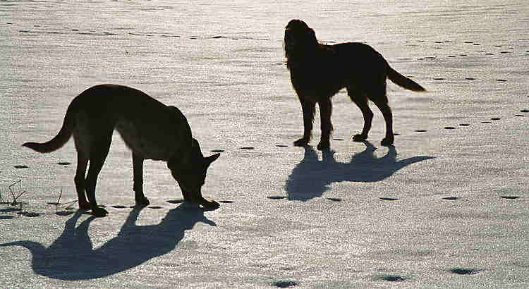  Hunde Stilleben im Gegenlicht